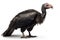 Andean Condor, a large bird of prey found in the Andes Mountains of South America.