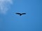 Andean condor over the Cerro Blanco reserve