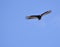 The Andean condor - Peru 86