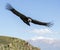 Andean condor in the peruvian mountains