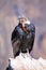 Andean Condor sitting at Mirador Cruz del Condor in Colca Canyon