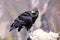 Andean Condor sitting at Mirador Cruz del Condor in Colca Canyon