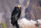 Andean Condor sitting at Mirador Cruz del Condor in Colca Canyon