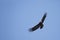 Andean condor soaring and blue sky