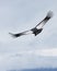 Andean Condor soars over Bariloche, Argentina