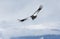 Andean Condor soars over Bariloche, Argentina