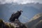 Andean Condor (South America) (Generative AI)