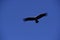 Andean Condor ,Torres del Paine
