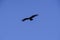 Andean Condor ,Torres del Paine National