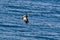 Andean Condor ,Torres del Paine National Park,