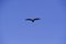 Andean Condor ,Torres del Paine National Park,