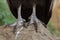 Andean condor (Vultur gryphus).