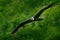 Andean condor, Vultur gryphus, big birds of prey flying above the mountain. Vulture in the stone. Bird in the nature habitat, Peru