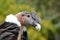 Andean Condor (Vultur gryphus) close-up portrait