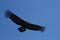 Andean Condor (Vultur gryphus) in Colca Canyon