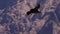 Andean Condor Vultur gryphus flying over the valley at the place called `Canyon del Colca`, in Arequipa/Peru