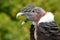 Andean Condor (Vultur gryphus) portrait