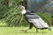 Andean condor, Vultur gryphus, a South American bird in the New World vulture family Cathartidae, the largest flying bird in the