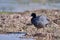 Andean Coot Fulica ardesiaca