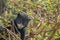 An Andean Cub Bear Climbing a Tree