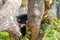 An Andean Cub Bear about to climb a Tree