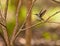 Andean Emerald Hummingbird