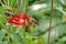 Andean emerald hummingbird and Bananaquit