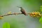 Andean Emerald Hummingbird, Male