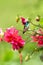 Andean emerald sitting on branch, hummingbird from tropical forest,Colombia,bird perching,tiny beautiful bird resting on flower