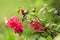 Andean emerald sitting on branch, hummingbird from tropical forest,Colombia,bird perching,tiny beautiful bird resting on flower