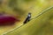 Andean emerald (Uranomitra franciae) perched on tiny branch, Rogitama Biodiversidad,