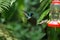 Andean emerald and White-necked jacobin hummingbirds in flight