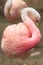 Andean flamingo