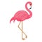 Andean flamingo, bird Vector Icon  Isolated Vector icon which can easily modify or edit