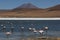 Andean flamingo`s in Laguna Colorado