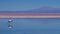Andean Flamingo at Soncor Water System, Los Flamencos National Reserve, Atacama Desert, Chile