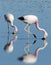 Andean flamingos, Atacama Desert, Chile