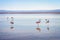 Andean flamingos in Laguna Chaxa, Atacama salar, Chile