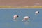 Andean Flamingos, phoenicoparrus andinus, feeding at Laguna Brava near Paso Pircas Negras, Argentina