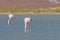 Andean Flamingos, phoenicoparrus andinus, feeding at Laguna Brava near Paso Pircas Negras, Argentina