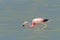 Andean Flamingos, phoenicoparrus andinus, feeding at Laguna Brava near Paso Pircas Negras, Argentina