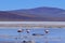 Andean Flamingos, phoenicoparrus andinus, feeding at Laguna De Mulas Muertas near Paso Pircas Negras, Argentina