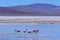 Andean Flamingos, phoenicoparrus andinus, feeding at Laguna De Mulas Muertas near Paso Pircas Negras, Argentina