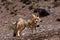 Andean Fox (Lycalopex culpaeus)