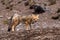 Andean Fox (Lycalopex culpaeus)