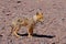 Andean fox, lycalopex culpaeus, also known as culpeo, zorro culpeo or andean wolf, near Paso Pircas Negras, Argentina