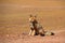 Andean fox, lycalopex culpaeus, also known as zorro culpeo. Atacama desert, Chile