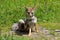 Andean fox, lycalopex culpaeus, also known as zorro culpeo. Carretera Austral, Chile