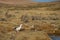 Andean Goose on the Altiplano