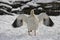 Andean Goose, chloephaga melanoptera, Adult standing on Snow, Opening Wings